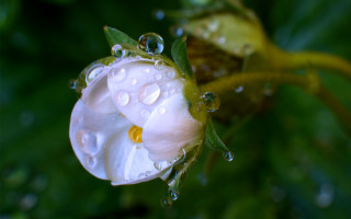 White flower water droplets macro 6 - arthur quartley free wallpaper