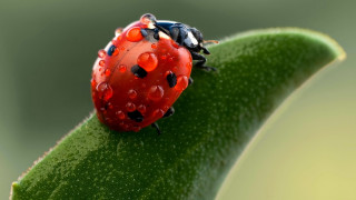 Ladybug green leaf water droplets 7 - back leg free wallpaper