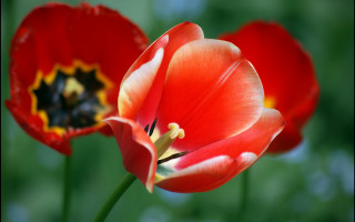 Red flowers yellow center green - corneille free wallpaper