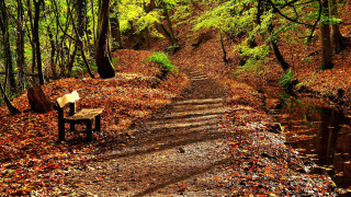 Bench woods stream autumn leaves - a path free wallpaper