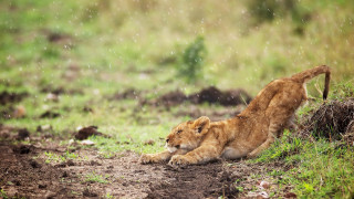 Lion cub playing rain grass - paw free wallpaper