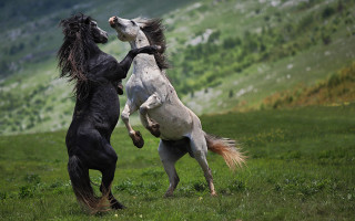 Horses fighting field mountains rearing - two horse free wallpaper
