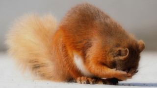 Squirrel eating ground open mouth - a squirrel free wallpaper