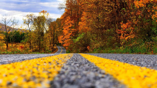 Forest road autumn leaves fire - a yellow line free wallpaper