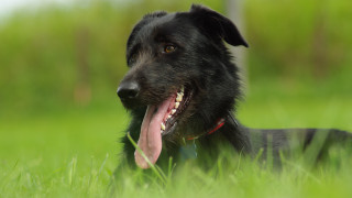 Black dog tongue out grass - its tongue free wallpaper