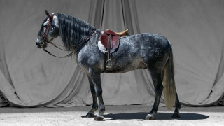 Horse saddle curtained black white - area free wallpaper