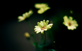 Flower daisy lily wings bokeh - other flower free wallpaper