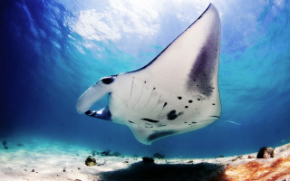 Large fish beach sunbeam ocean - a sunbeam in the background free wallpaper