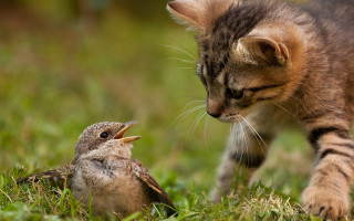 Cat sniffing bird grass open - clara miller burd free wallpaper