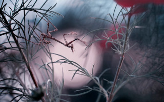 Blurry plant red flower macro - chris friel free wallpaper