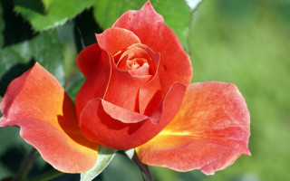 Red rose yellow center green - a red rose free wallpaper