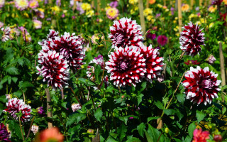 Flower field red white bush - a field of flowers free wallpaper