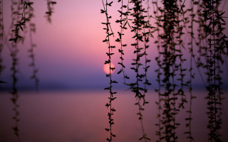Sunset water plant leaves tranquil - a few leaf free wallpaper