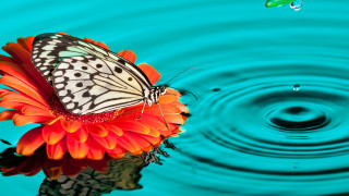 Butterfly flower pond water drop - a drop of water free wallpaper
