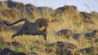 Leopard jumping arabesque wildlife blurry - its back leg free wallpaper