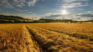 Wheat field sun clouds puzzle - free summer wallpaper