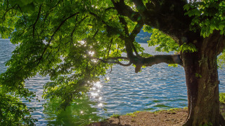 Tree branch water boat sunlight - the leaf free wallpaper for desktop
