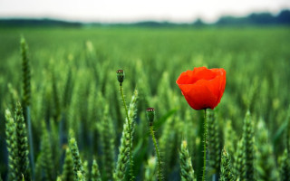 Red flower green wheat background - a sky in the background free wallpaper