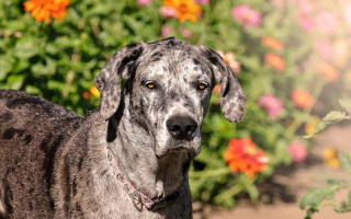 Dog flower garden bokeh shiba - impressionism free wallpaper