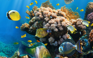 Coral reef fish underwater environmental 2 - a large group of fish swimming free wallpaper