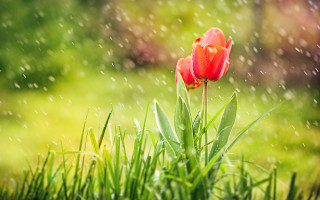 Red flower rainy green lawn - rain drop free wallpaper