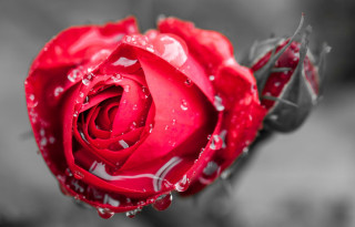 Red rose water droplets macro 4 - a red rose free wallpaper