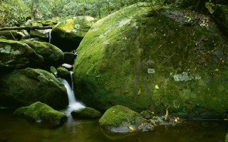 Forest stream mossy rocks green - a stream running free wallpaper