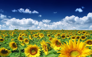 Sunflower field blue sky clouds 8 - a few cloud free wallpaper for desktop