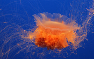 Jellyfish orange hair nature fireworks - free light wallpaper