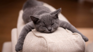 Gray cat sleeping white cushion 2 - flat free wallpaper