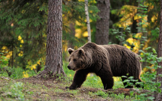 Brown bear forest wildlife naturalism - a brown bear free wallpaper