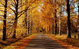 Autumn leaves forest sunset fence - a few tree free wallpaper