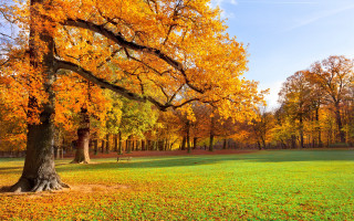 Park bench trees yellow leaves - art green free wallpaper