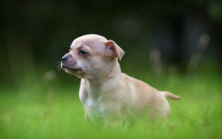 Small dog green grass blurry - a small dog free wallpaper