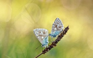 Butterflies plant blurry background macro - a plant free wallpaper
