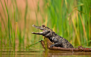 Small alligator log water mouth - in the water free wallpaper