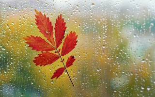 Red leaf rainy window autumn - rainy free wallpaper