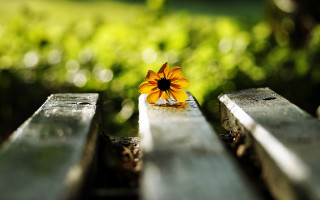 Yellow flower park bench bokeh - green grass free wallpaper