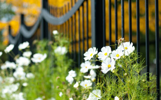 Fence flowers bokeh garden daisy - deep depth of field free wallpaper