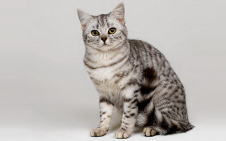 Cat gray striped background realistic - grey background free wallpaper