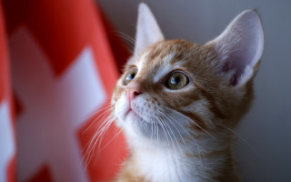 Cat red white background cross - background behind free wallpaper