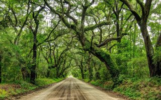 Dirt road forest trees green - green foliage free wallpaper