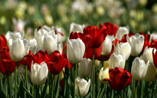 Red tulips blurry flower field - tulip free wallpaper