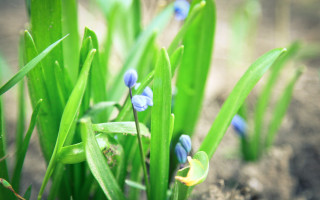 Flower bokeh hydrangea grass nature - the ground behind them free wallpaper