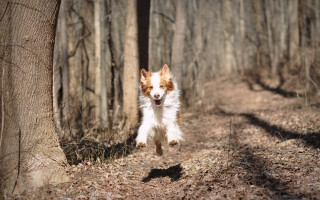Dog running forest trail bare - a dog free wallpaper for desktop