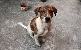 Dog bowl water tachisme photocopy - the ground next free wallpaper