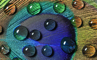 Peacock feathers multicolored holes holography - round free wallpaper for desktop