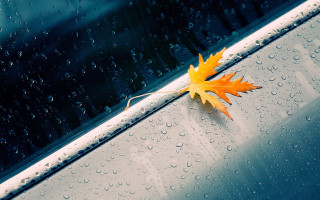 Leaf car window rain water - daniel lieske free wallpaper