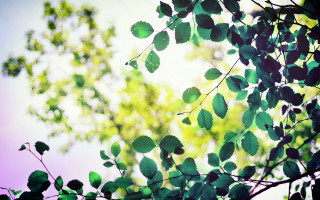 Purple sky branch leaves plant - a green leafy branch free wallpaper