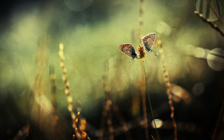 Butterflies dew plant bokeh macro - dew free wallpaper
